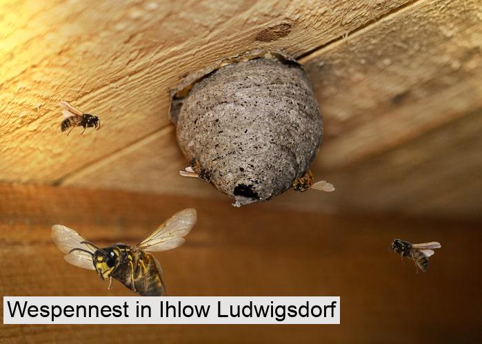 Wespennest in Ihlow Ludwigsdorf